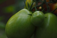 GreenHubAGM202202