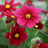 Cosmos+rubenza