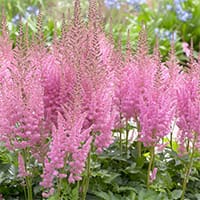 astilbe-pink