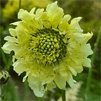 cephalaria
