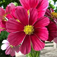 cosmos-antiquity