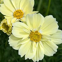 cosmos-xanthos