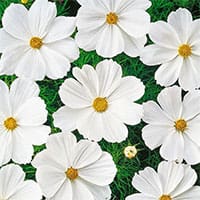 dwarf-sensation