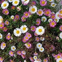 erigeron