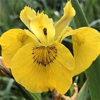 iris-yellow