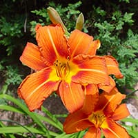 orangedaylily2