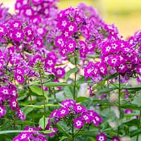 phlox