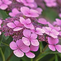 pinklacehydrangea