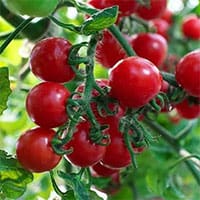 redcherry