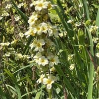 sisyrinchium