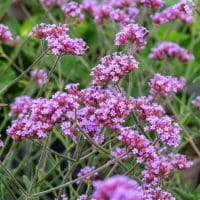 verbena