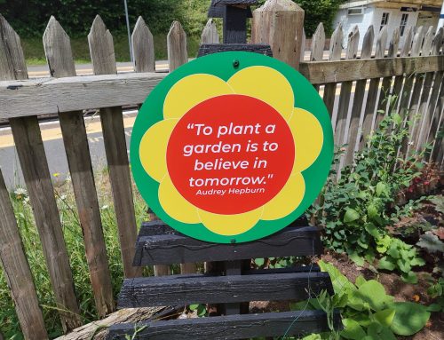 The creation of the Green Hub Wellbeing Garden at Witley Station